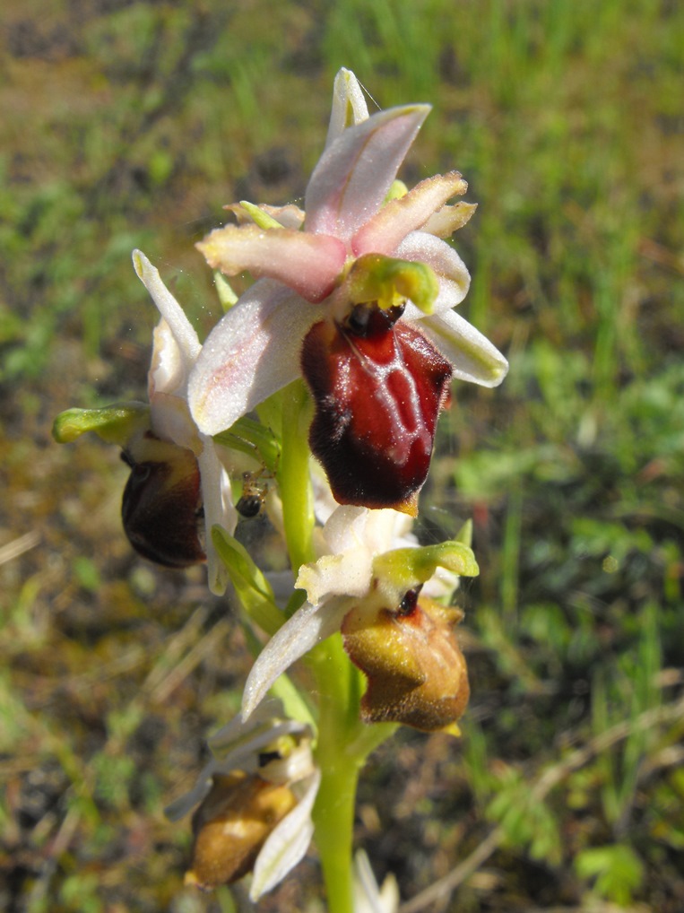 Per Orchidee lungo la piana del fiume Magra (SP)